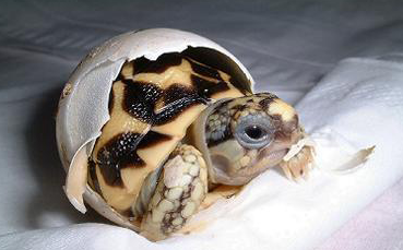 刚出壳的草龟怎么处理？这个方法可行