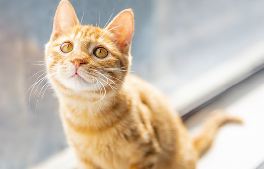 猫咪是色盲吗？原来这才是猫咪眼中的世界