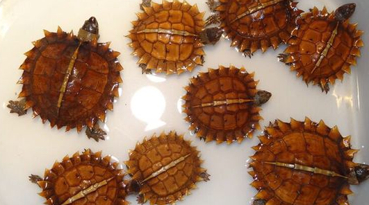 今日科普:刺山龟的寿命是多久? 今日科普:刺山龟的寿命是多久?