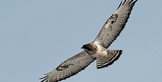 不知道鹞鹰多少钱一只？小编告诉你！