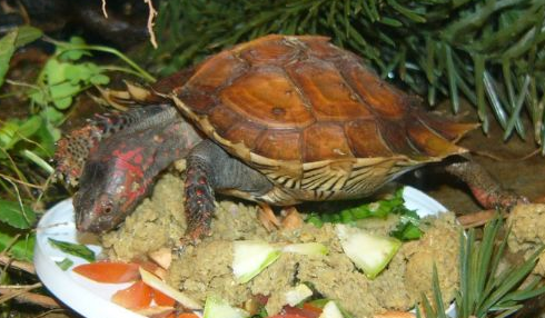 想要饲养刺山龟,训练方法要学会! 想要饲养刺山龟,训练方法要学会!