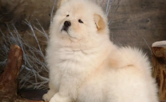 怎么能看出松狮纯不纯种呢？这篇文章能帮到你！