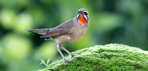 咋样才能让红靛颏鸟叫？技巧如下！