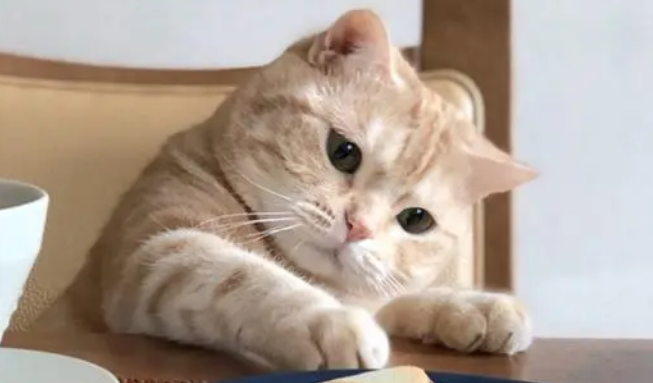 猫咪体外驱虫常见问题解析,铲屎官手册:驱虫篇 猫咪体外驱虫常见问题解析,铲屎官手册:驱虫篇