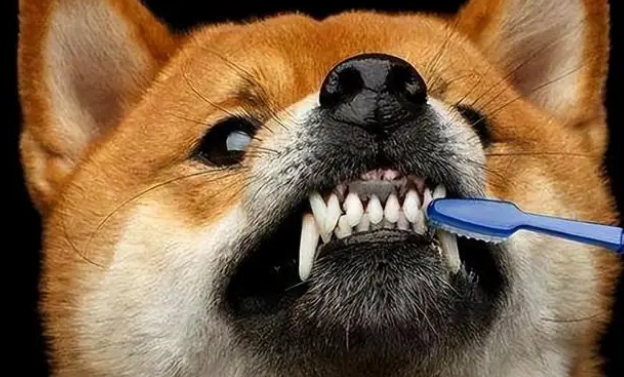 狗狗“洗澡”注意事项：多洗这5个部位，狗狗才会更健康