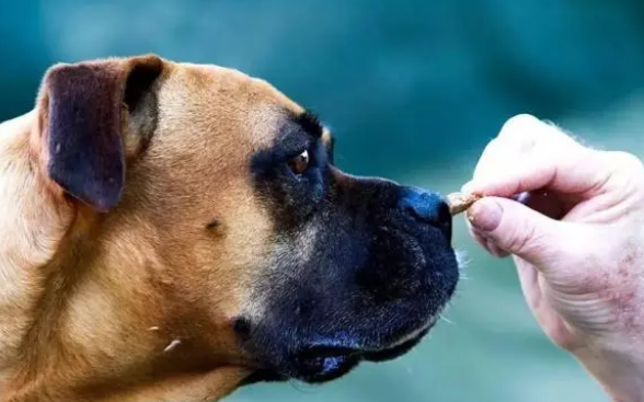 狗狗零食吃多了会有什么后果？来了解下吧