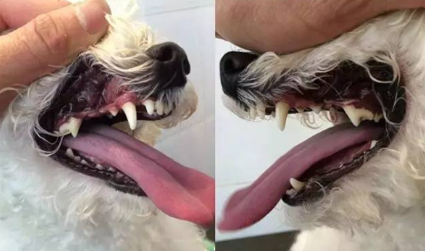 狗子有必要洗牙吗？揭秘宠物超声波洁牙全过程！