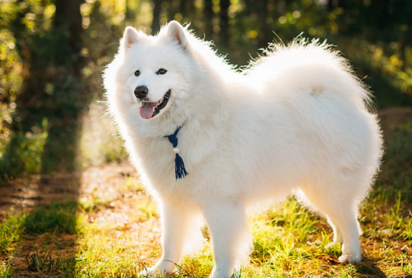 养宠经验：狗钙片和人钙片一样吗？不一样！不能给狗狗喂食人钙片