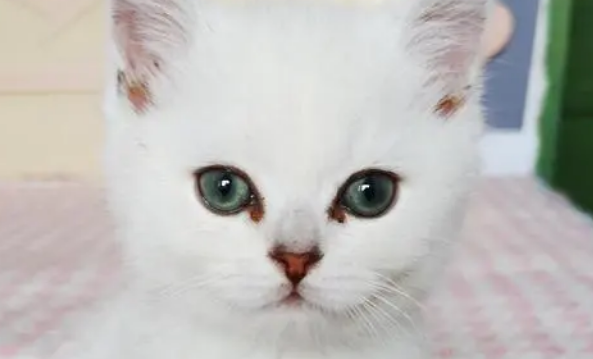 史上最简单宠物托运攻略 史上最简单宠物托运攻略