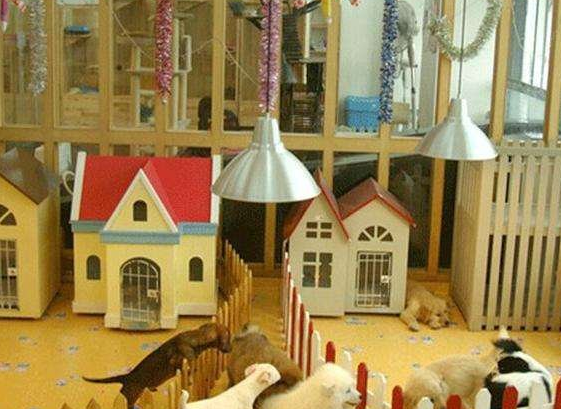 宠物店寄养好还是家庭寄养好？