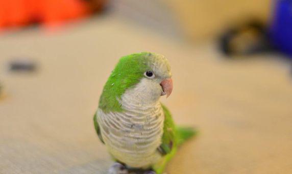 和尚鹦鹉多大能学会飞？专业饲养鹦鹉人士有话说