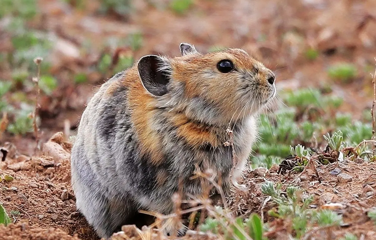 高原鼠兔会冷死吗？看这就知道了。