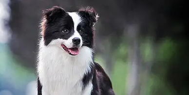 边牧的特点与性格，铲屎官们清楚吗？