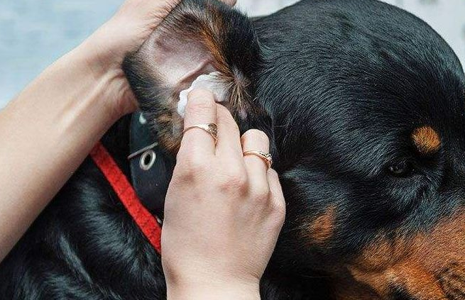 狗狗耳朵发炎流脓怎么办用什么药