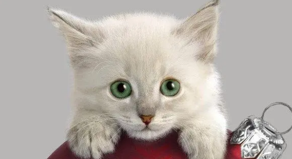 需要给猫咪喂猫罐头吗？看了这些你就明白了