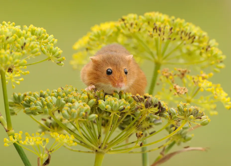 不会挑选巢鼠没有关系,看完这一篇你一定有所收获! 不会挑选巢鼠没有关系,看完这一篇你一定有所收获!