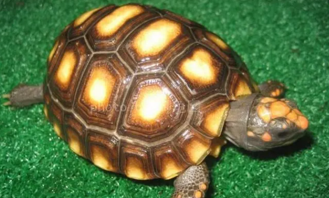 哥伦比亚红腿陆龟多少钱?一起来看看吧 哥伦比亚红腿陆龟多少钱?一起来看看吧