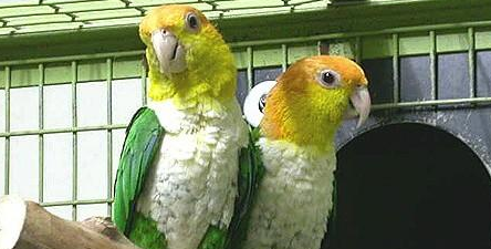 白腹凯克鹦鹉亲人吗？新手来了解一下吧