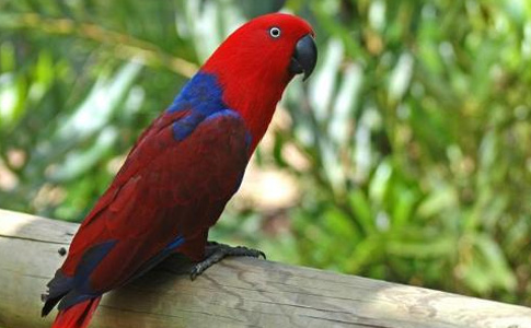 还不知道折衷鹦鹉价格吗？看这里