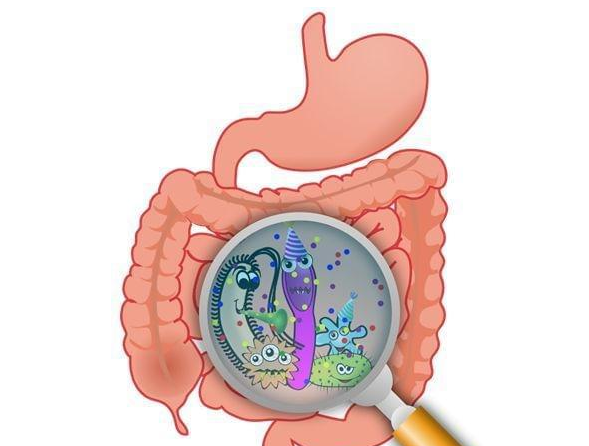 狗狗在什么情况吃益生菌呢?4大方面详解益生菌! 狗狗在什么情况吃益生菌呢?4大方面详解益生菌!