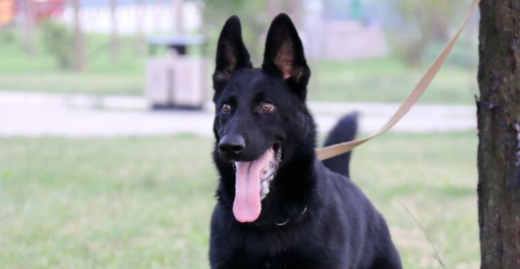 怎样鉴定是东德牧羊犬？方法是什么？