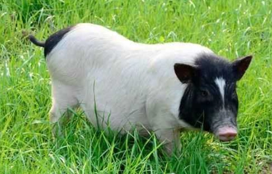 迷你香猪认主人吗？主人要来看看