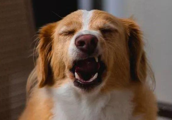 小狗打喷嚏但是精神很好，是怎么回事？