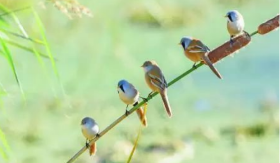 文须雀怎么辨别公母，此文有方法！