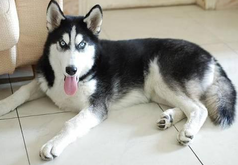 哈士奇食量标准，快来了解一下