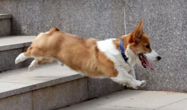 宠物犬洗澡最全步骤，主人来看看吧