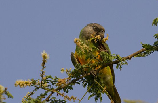 塞内加尔鹦鹉能活多久？此文可以帮你解答