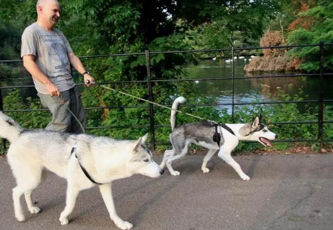 文明遛狗,如何选择适合的牵引绳,让狗狗更舒适 文明遛狗,如何选择适合的牵引绳,让狗狗更舒适