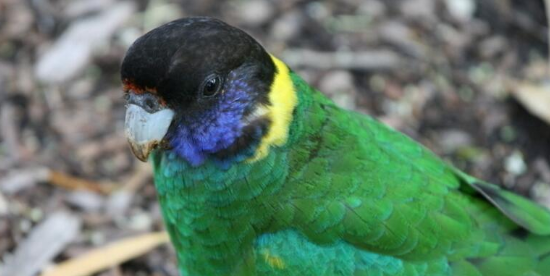 林肯港鹦鹉如何饲养?方法看这 林肯港鹦鹉如何饲养?方法看这