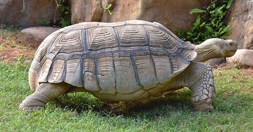 快来了解一下聪明的苏卡达象龟 快来了解一下聪明的苏卡达象龟