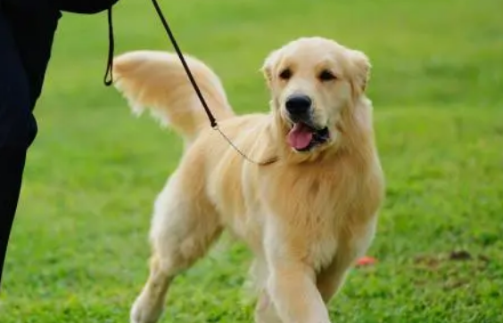 image.png为什么要给狗狗喝羊奶粉？因为有这5个好处，宠主要知道！