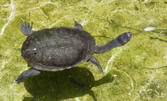 长颈龟能和剃刀龟一起养吗?要注意这些事项! 长颈龟能和剃刀龟一起养吗?要注意这些事项!