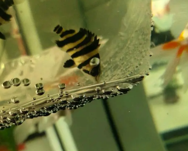 鱼缸水质问题的处理办法