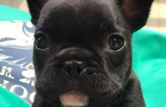 虎斑法斗纯不纯怎么分辨，来看就知道了~