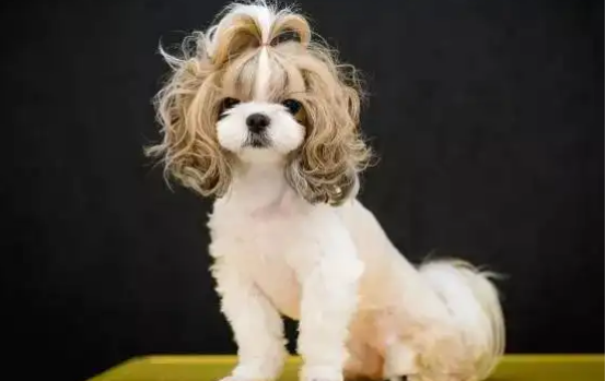 get一份扮靓西施犬攻略！！