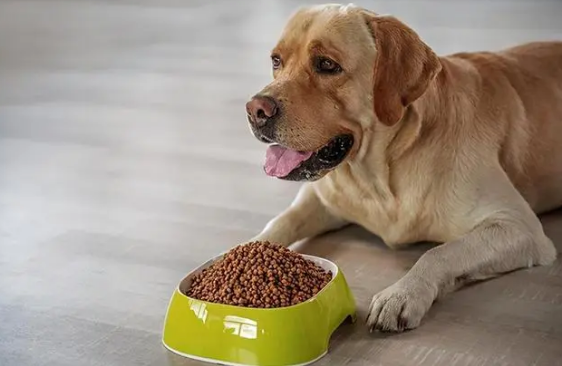 养狗知识：扒一扒狗要吃狗粮的原因