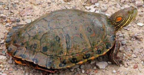 牙买加彩龟吃什么?这些它都喜欢吃 牙买加彩龟吃什么?这些它都喜欢吃