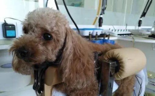 狗狗可不可以艾灸？来get一下吧