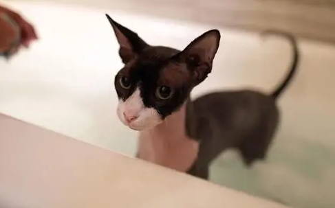 全身没有毛的猫是什么品种？此文见真章~