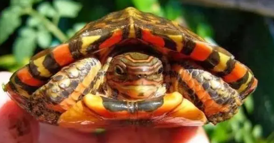 哥斯达黎加木纹龟寿命有多久? 哥斯达黎加木纹龟寿命有多久?