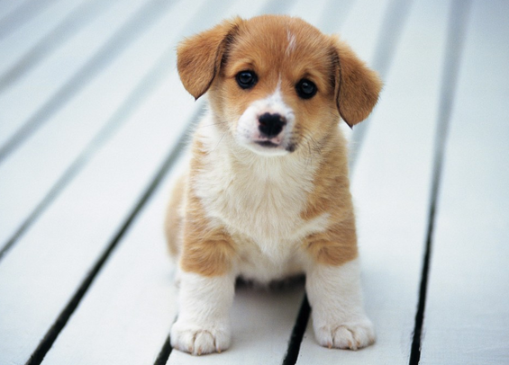 小狗狗品种有哪些？感兴趣可以了解一下