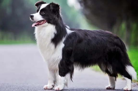 边牧乱吃东西?如何训练它呢 边牧乱吃东西?如何训练它呢