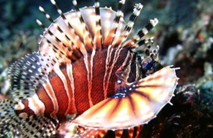 没有鱼鳞的短须狮子鱼:水底的美丽“活礁石” 没有鱼鳞的短须狮子鱼:水底的美丽“活礁石”