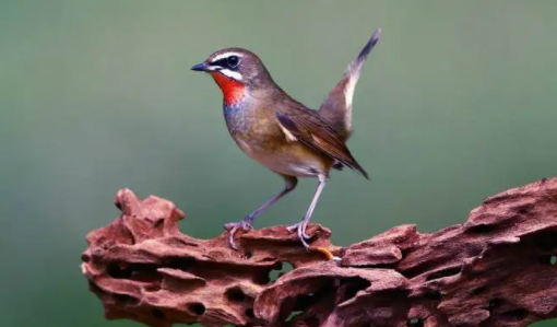 为你科普：红靛颏鸟上性的标志是什么？