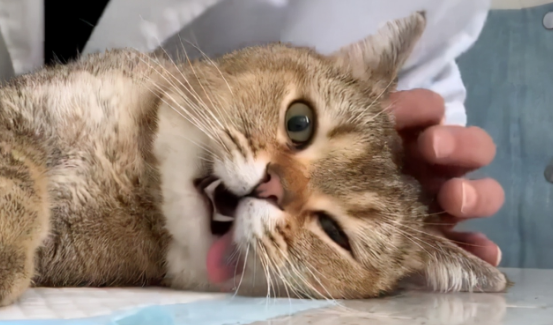 一起来看看猫绝育了还乱尿的原因