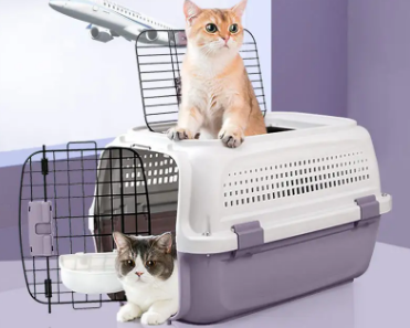 乘坐长途大巴允许带宠物猫咪吗？新手必看！